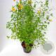 Kerria jap. 'Pleniflora' 30-40 cm 3,0L