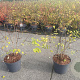 Kolkwitzia amabilis 'Pink Cloud' 30-40 cm 3,0L