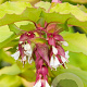 Leycesteria formosa Little Lanterns 25-30 cm 3,5L