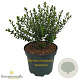 Myrtus communis tarentina 25-30 cm 3,5L