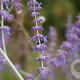 Perovskia atripl. 'Little Spire' GM P15
