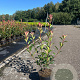 Photinia fraseri 'Carré Rouge' 30-40 cm 3,0L