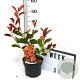 Photinia fraseri 'Red Robin' 40-60 cm 3,0L