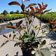 Photinia fraseri 'Red Robin' 40-60 cm 3,0L