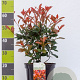 Photinia fraseri 'Red Robin' 60-80 cm 7,5L