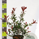 Photinia fraseri 'Red Robin' 60-80 cm 7,5L