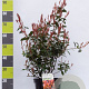 Photinia fraseri 'Red Robin' 60-80 cm 7,5L