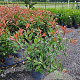 Photinia fraseri 'Red Robin' 60-80 cm 7,5L
