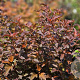 Physocarpus opulifolius 'Diable d'Or' 25-30 cm 3,5L