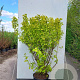 Physocarpus opulif. 'Dart's Gold' 25-30 cm 3,5L