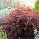 Physocarpus opulif. Little Angel 25-30 cm 3,5L