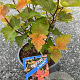 Physocarpus opulif. Magic Ball 25-30 cm 3,5L