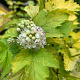 Physocarpus opulif. 'Nugget' 25-30 cm 3,5L