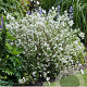 Philadelphus Petite Perfume White 30-40 cm 3,0L