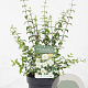 Philadelphus Petite Perfume White 30-40 cm 3,0L