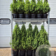 Picea gl. 'Conica' 90-100 cm 10L