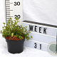 Potentilla f. 'Abbotswood' 20-25 cm 2,0L