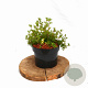 Potentilla f. 'Abbotswood' 20-25 cm 2,0L