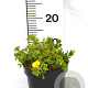 Potentilla f. 'Elizabeth' 20-25 cm 2,0L