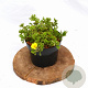 Potentilla f. 'Elizabeth' 20-25 cm 2,0L