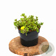 Potentilla f. 'Elizabeth' 20-25 cm 2,0L