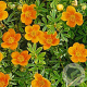 Potentilla f. 'Hopley's Orange' GM P15