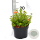 Potentilla f. 'Red Ace' 20-25 cm 2,0L