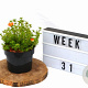 Potentilla f. 'Red Ace' 20-25 cm 2,0L