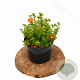 Potentilla f. 'Red Ace' 20-25 cm 2,0L