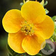 Potentilla f. 'Tangerine' GM P15