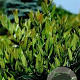 Prunus l. 'Mano' 25-30 cm 3,5L