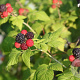 Rubus idaeus 'Glen Coe' 30-40 cm 3,0L