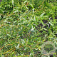 Salix 'Erythroflexuosa' 30-40 cm 3,0L