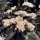 Sambucus nigra Black Tower 25-30 cm 3,5L