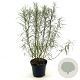 Salix rosmarinifolia 30-40 cm 3,0L