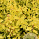 Spiraea jap. 'Golden Carpet' 25-30 cm 3,5L