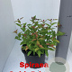 Spiraea jap. 'Golden Princess' 20-25 cm 2,0L