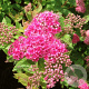 Spiraea jap. 'Manon' GM P15
