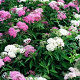Spiraea japonica 'Shirobana' GM P15