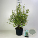 Symphoricarpos d. 'Mother of Pearl' 30-40 cm 3,0L