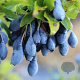 Vaccinium cylindraceum 'Blau Perle' 10-15 cm 2,0L