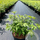 Vitex agnus-castus latifolia 25-30 cm 2,0L