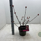 Viburnum bodn. 'Charles Lamont' 30-40 cm 3,0L