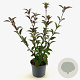 Viburnum bodn. 'Charles Lamont' 30-40 cm 3,0L