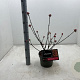 Viburnum bodn. 'Dawn' 30-40 cm 3,0L