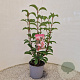 Viburnum bodn. 'Dawn' 30-40 cm 3,0L