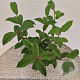 Viburnum bodn. 'Dawn' 30-40 cm 3,0L