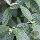 Viburnum rhytidophylloides 30-40 cm 3,0L