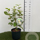 Viburnum lantana 30-40 cm 3,0L