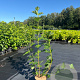 Viburnum opulus 'Roseum' 30-40 cm 3,0L